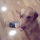 Illustration for article titled I Drank a Bottle of Tequila Tonight, AMA